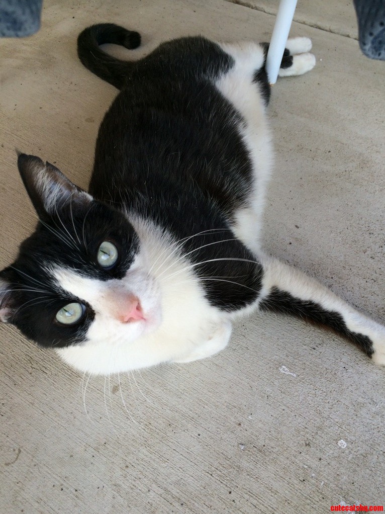 Meet Felix