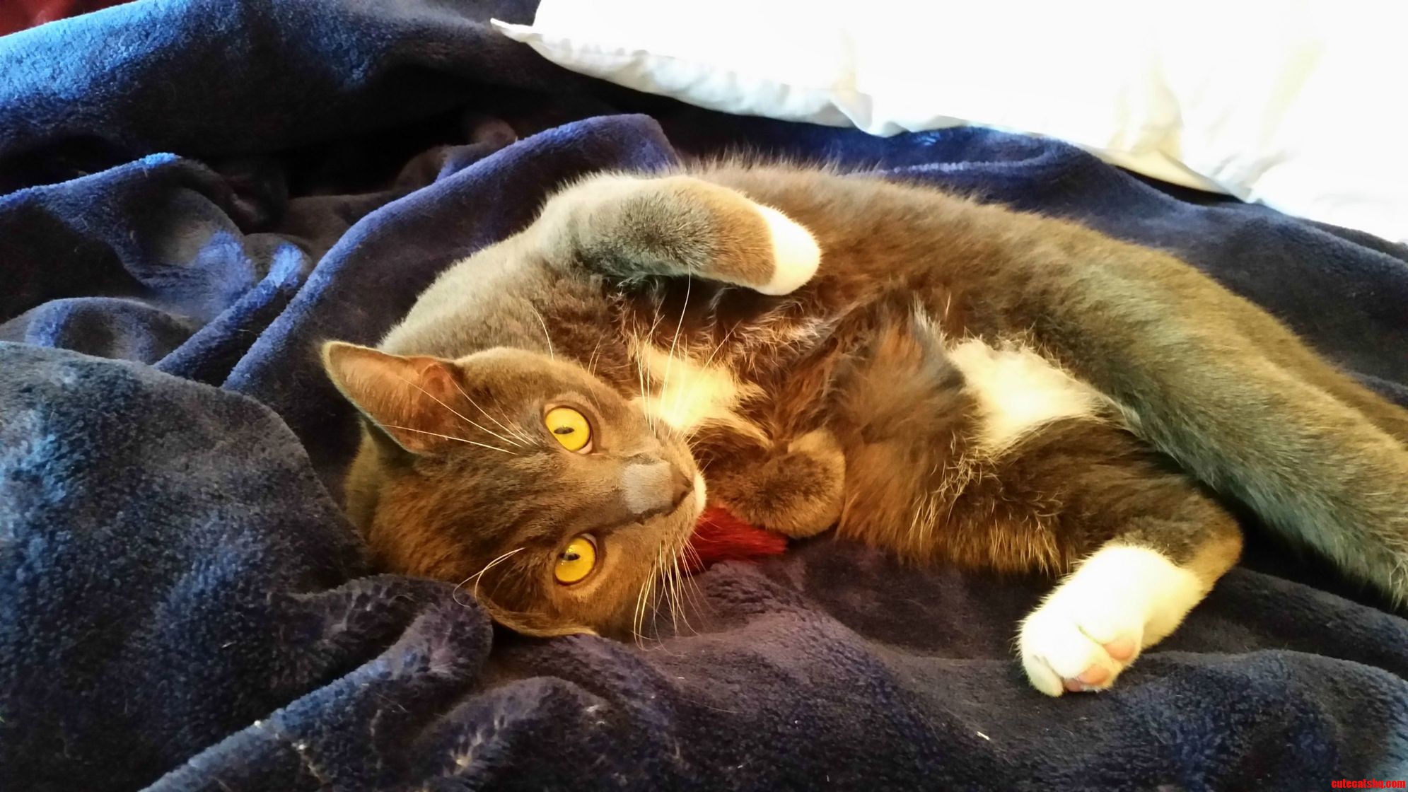 Meet Gandalf the Gray.