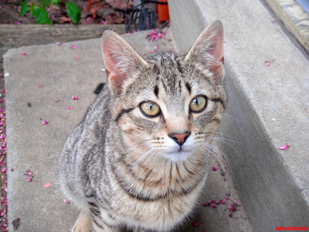 Meet Kevin Federlion the Little Guy Whos Been Living in My Backyard.