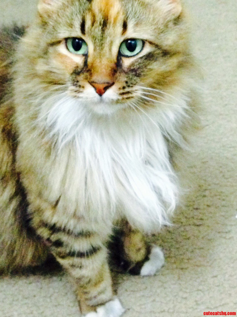 Meet Kirrin