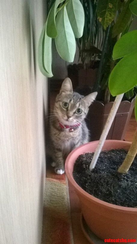 Meet Kitty