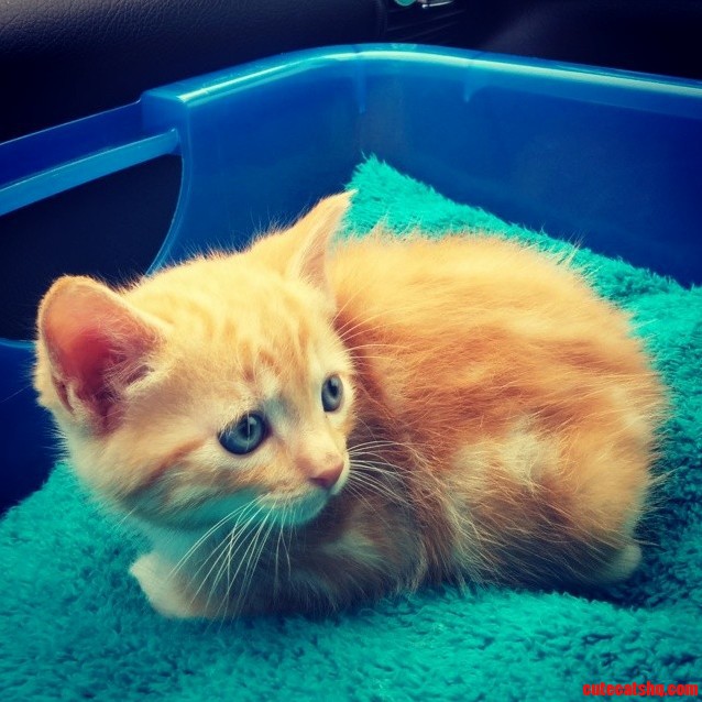 Meet Loki. Just Picked Him Up Tonight.
