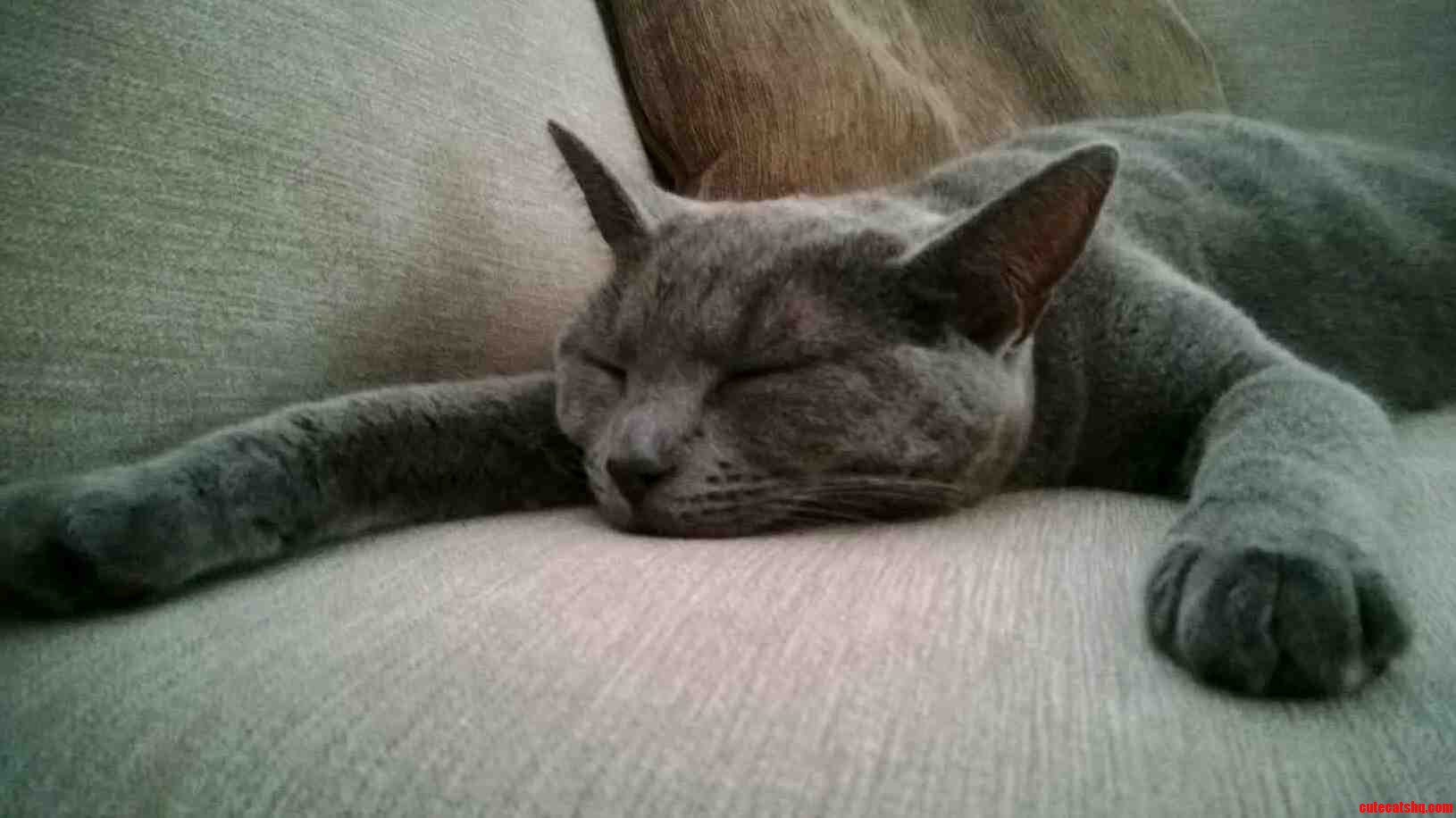 Meet Lola Shes Lazy