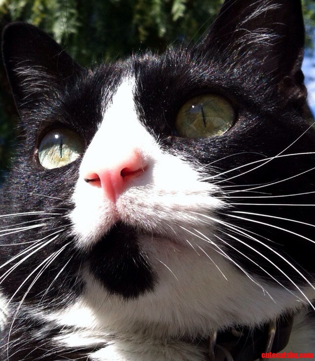 Meet Louie.