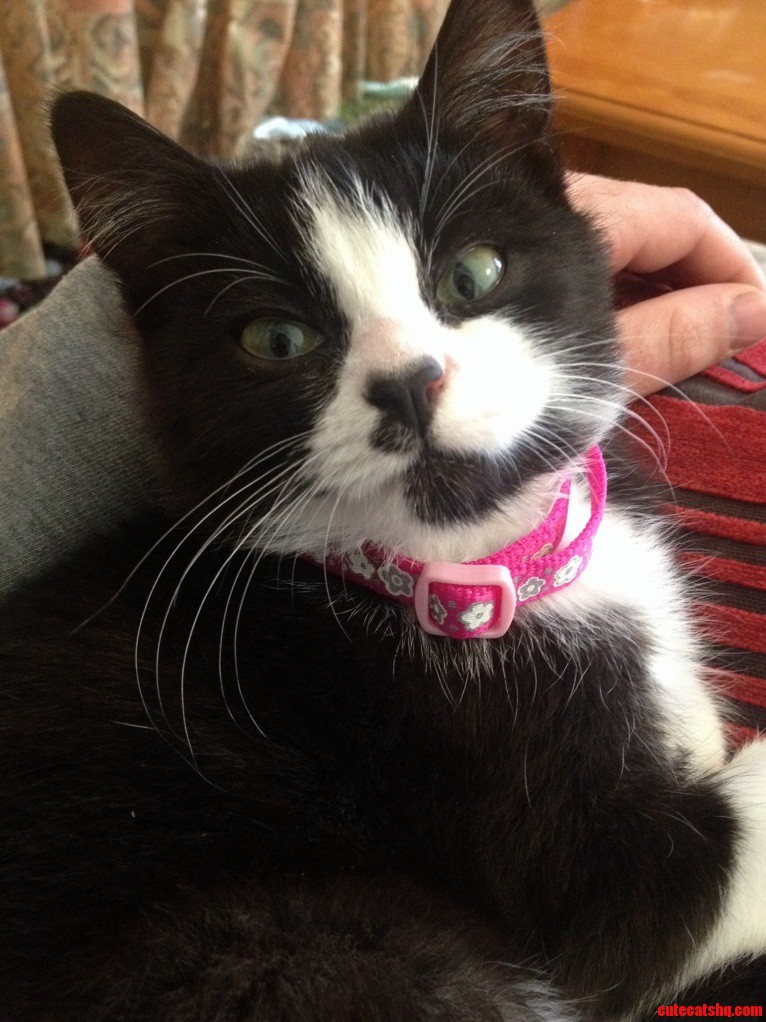 Meet Millie. My Kitten from the Rspca