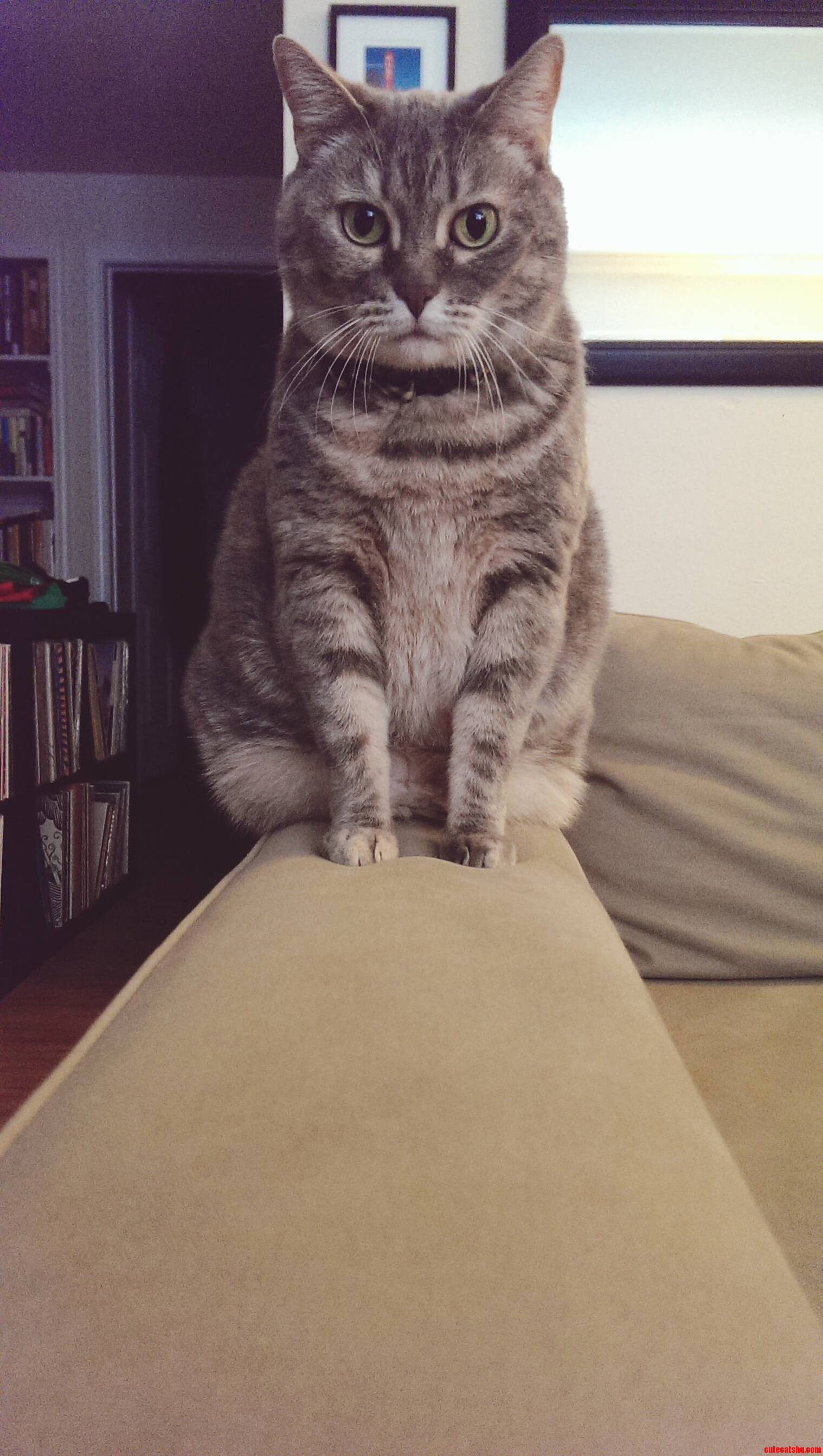 Meet Miss Paws