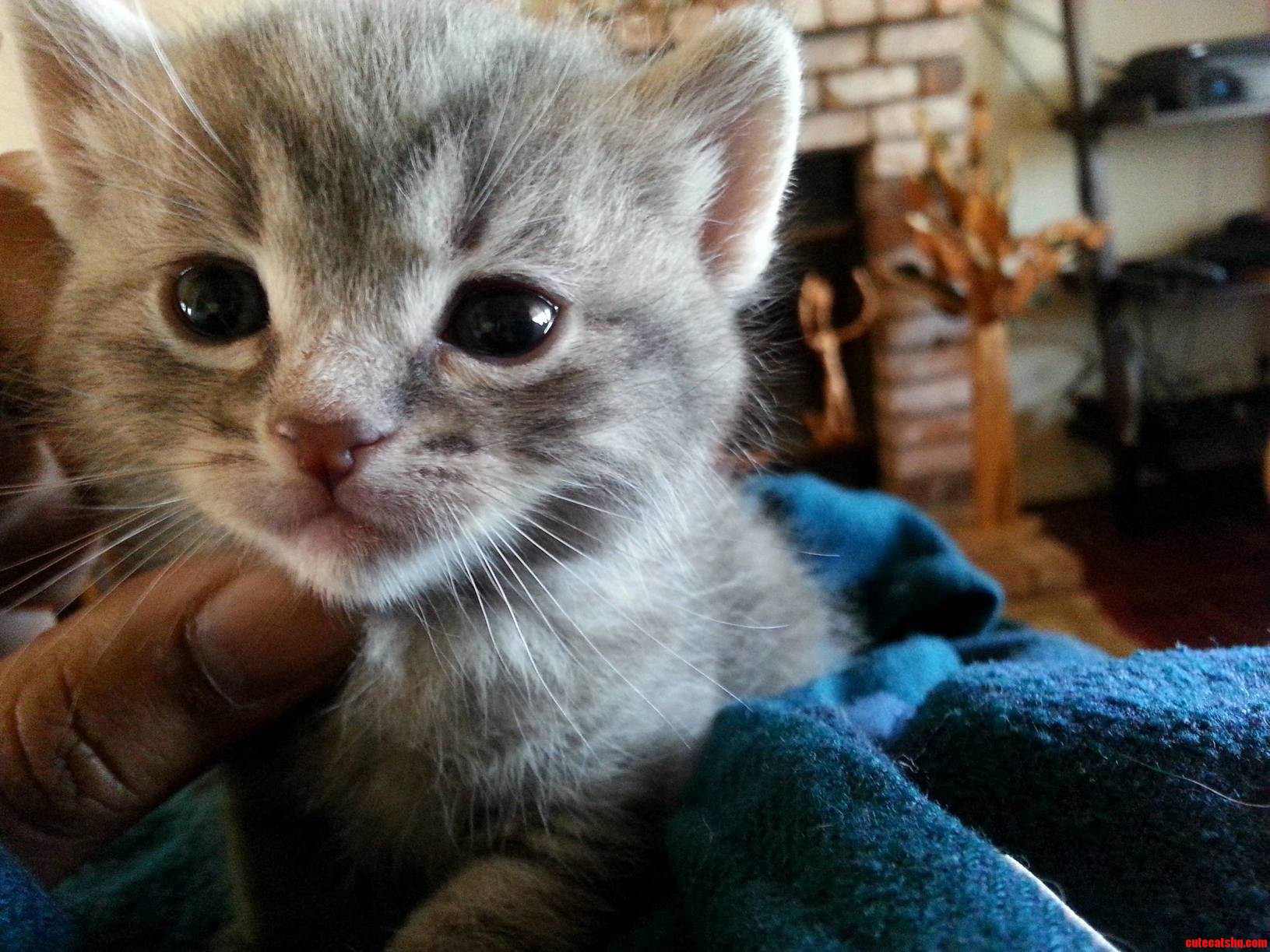 Meet Ms. Luna or As I Affectionately Call Her Looney