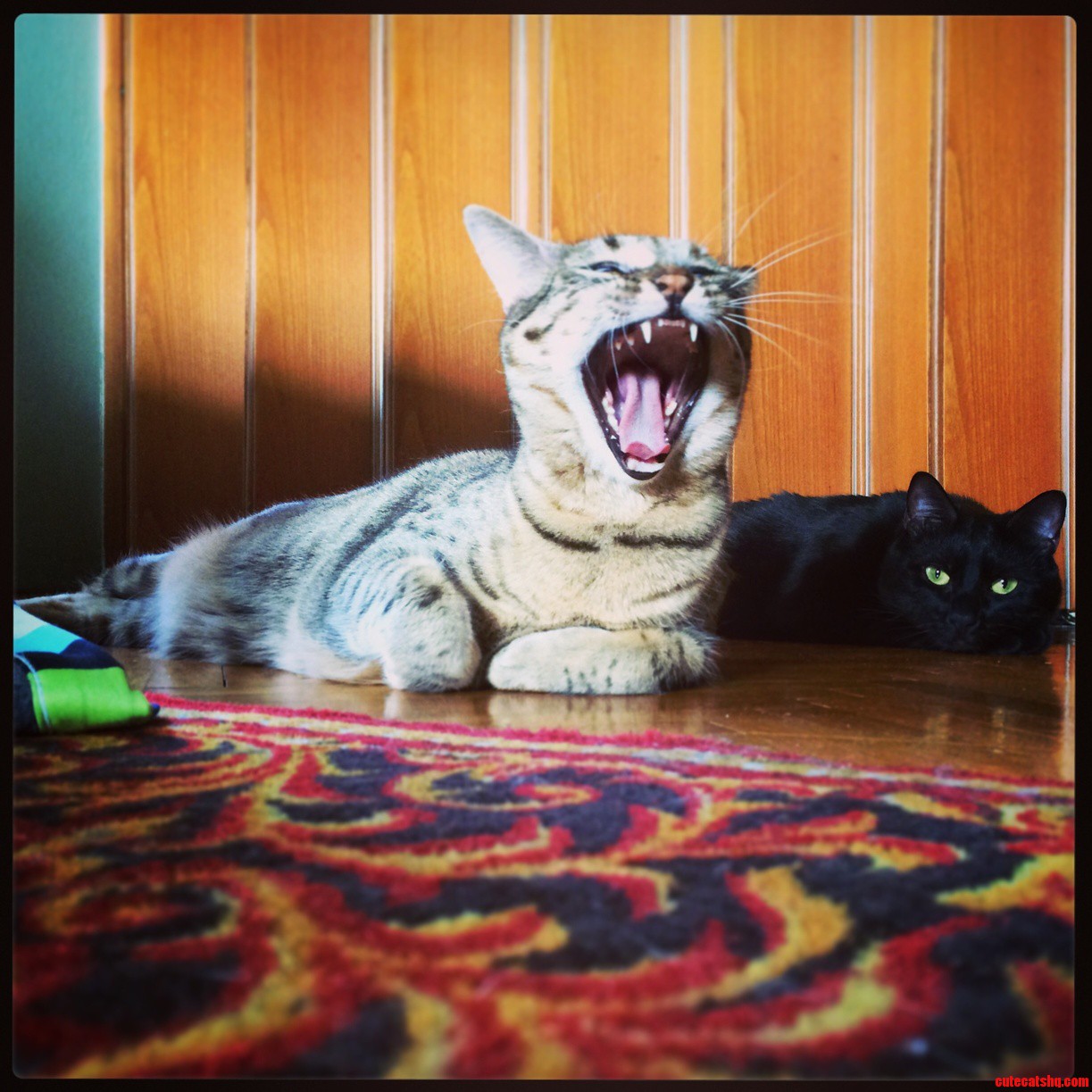 Meet My 2 Both Orphans Ladies Pika 2 Years Old Yulu 1 Year Old