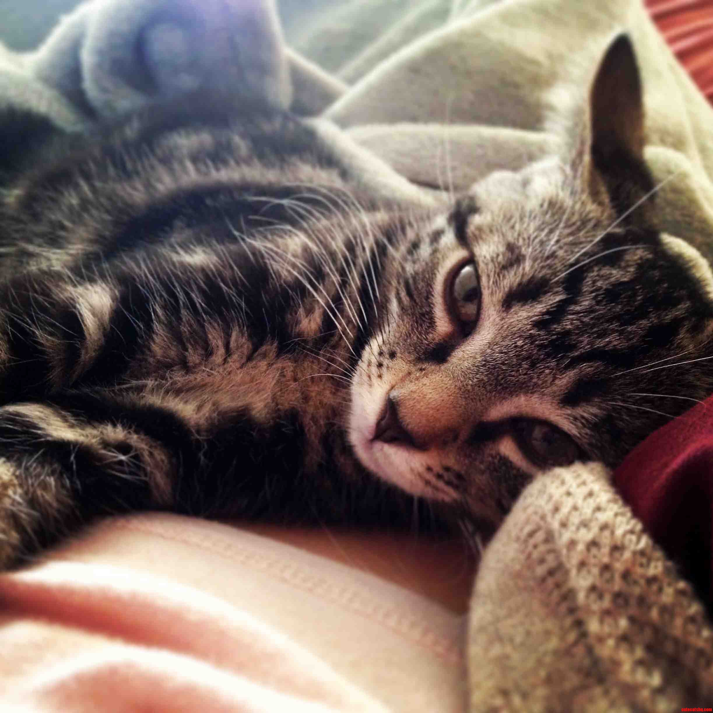 Meet My Best Friend Minnie the Queen of Snuggles and All Things Cute