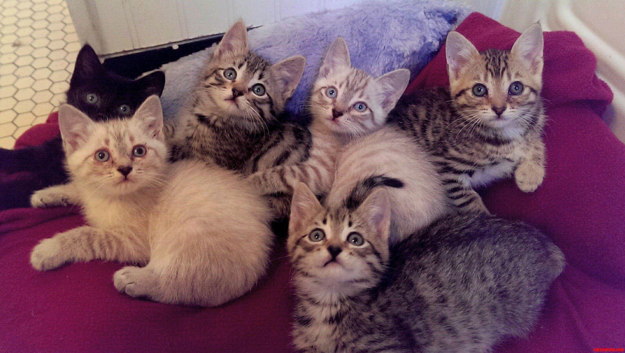 Meet My Sweet Foster Kittens. I Cant Believe I Got Them All to Be Still and Look at the Camera.