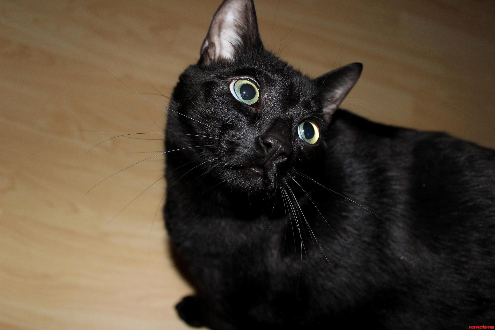 Meet Nibs