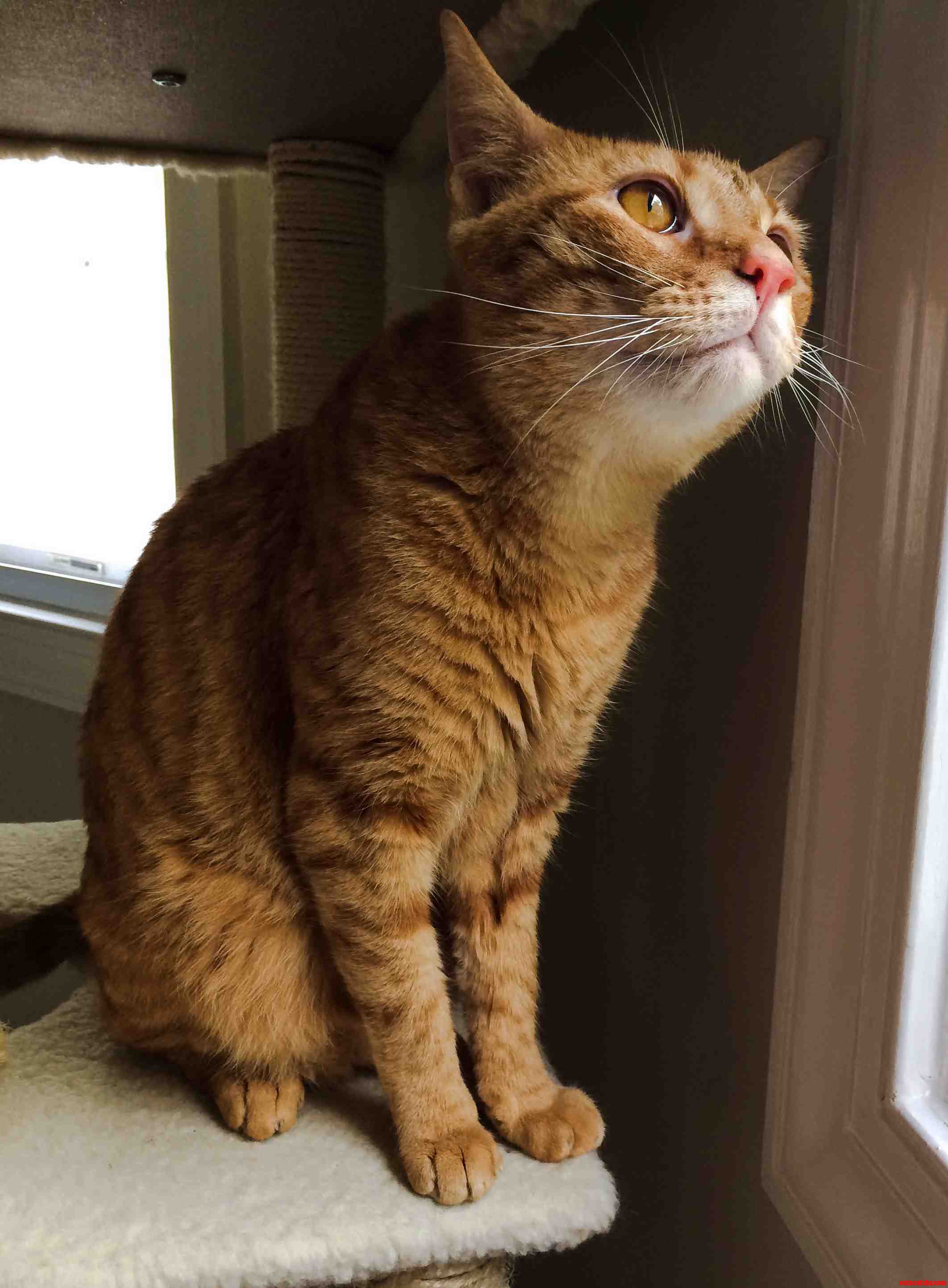 Meet Nigel. Killer of Straws