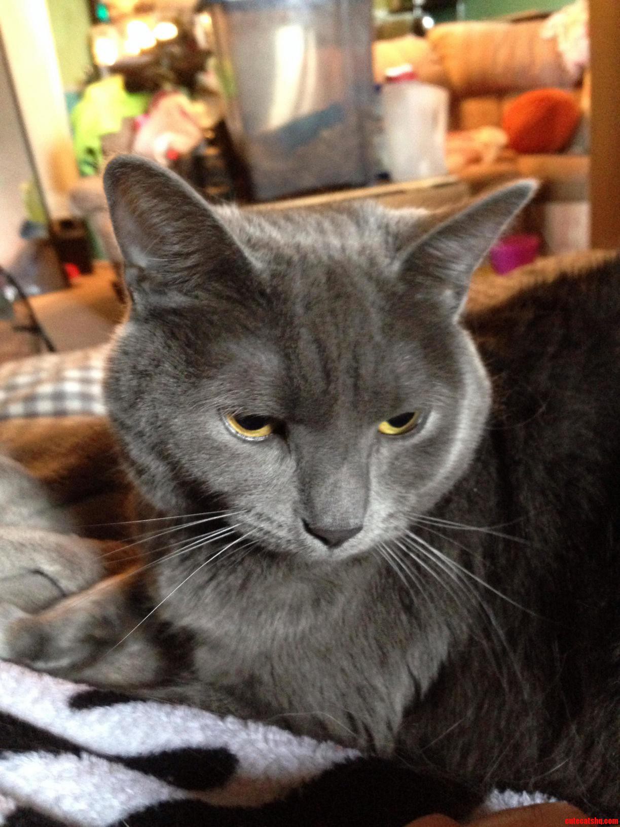 Meet Ninja Turtle. the Softness of Her Fur Screams Pet Me the Look on Her Face Says Dont Even Think About It