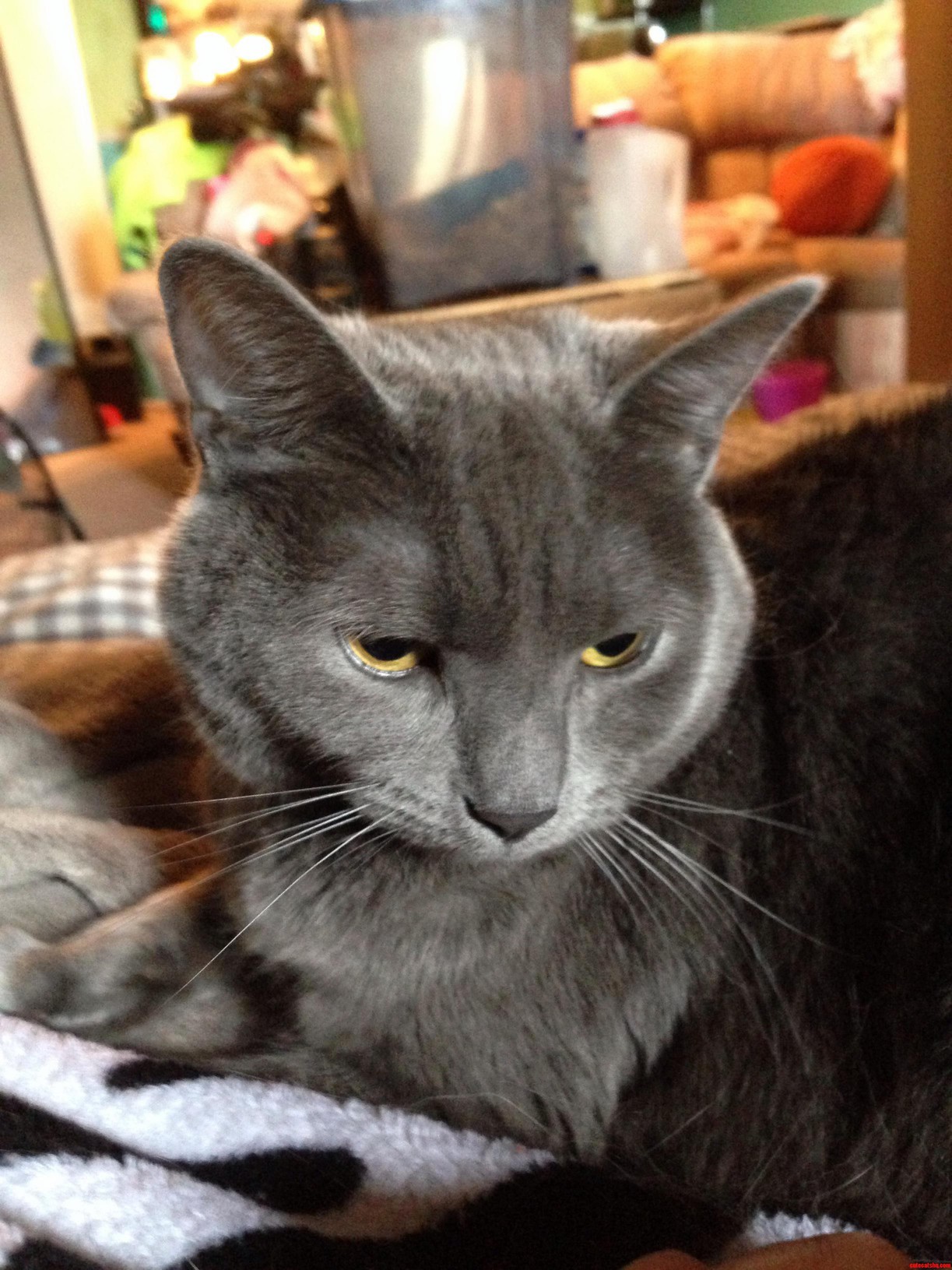 Meet Ninja Turtle. the Softness of Her Fur Screams Pet Me the Look on Her Face Says Dont Even Think About It