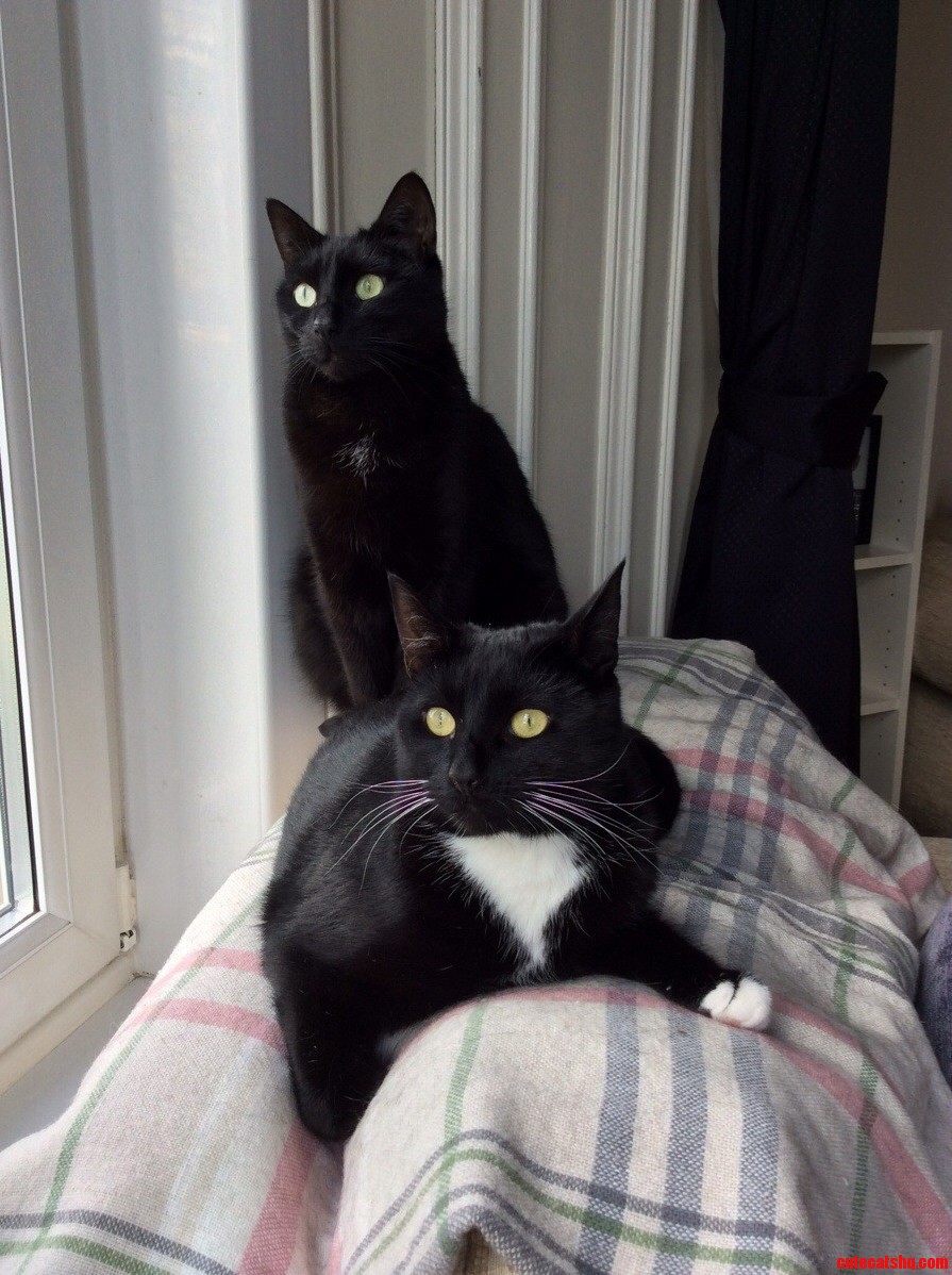 Meet Oscar and Vivienne