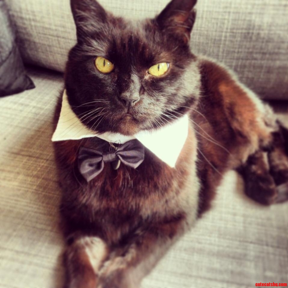 Meet Oscar My Best Friend and Confidant