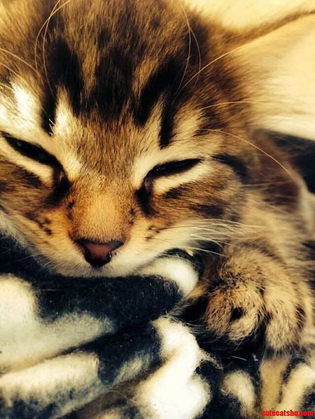 Meet Oscar My First Kitten.