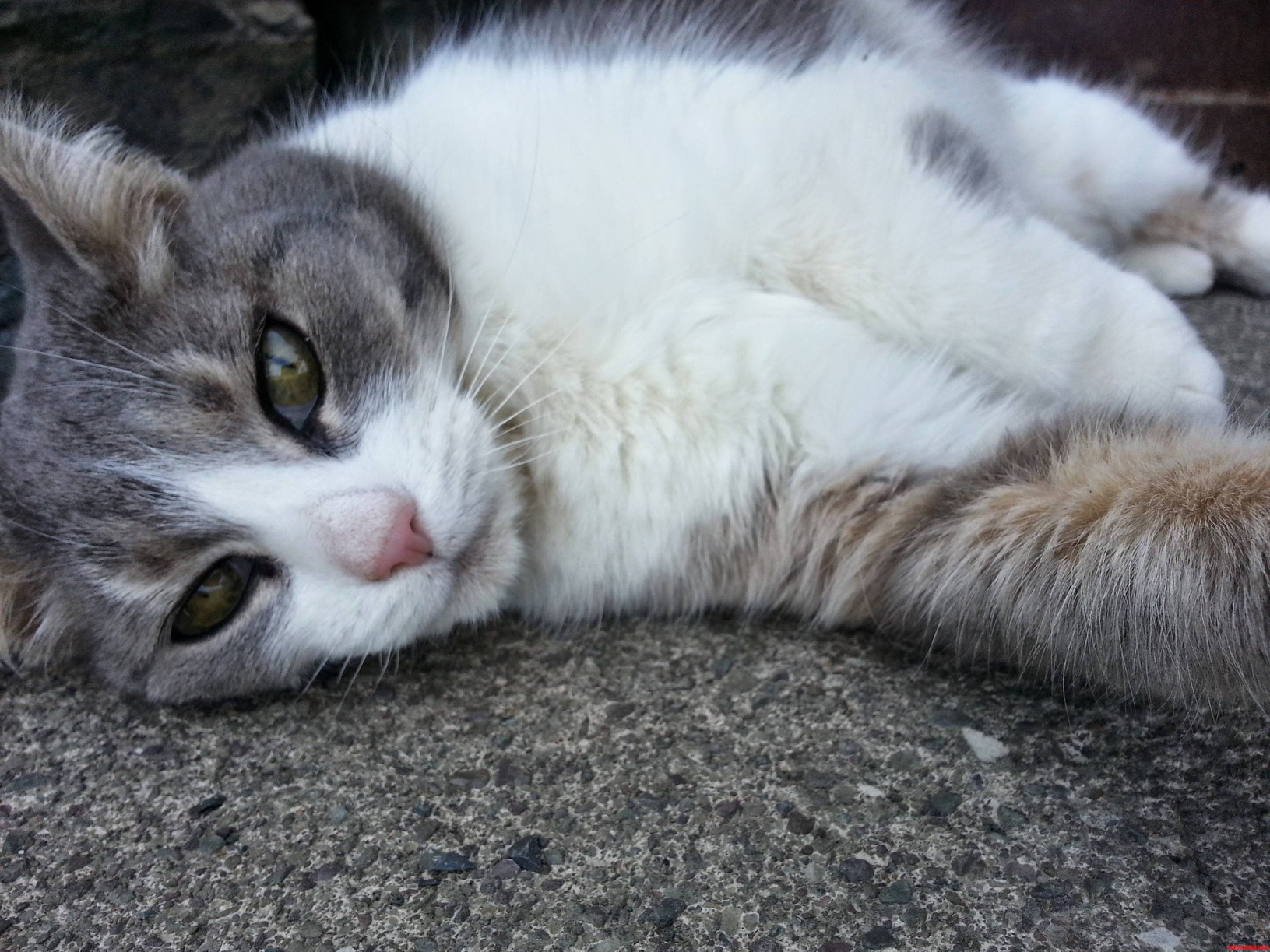 Meet Painter
