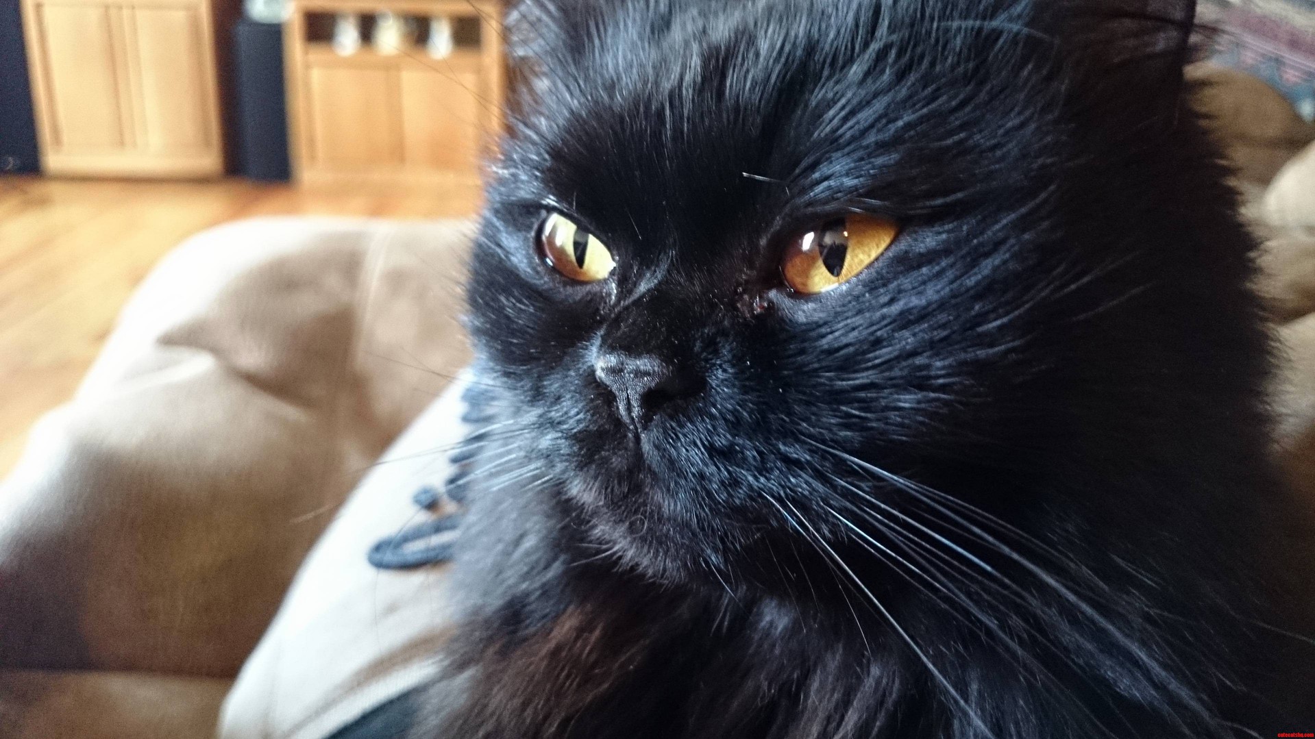 Meet Sassy 3