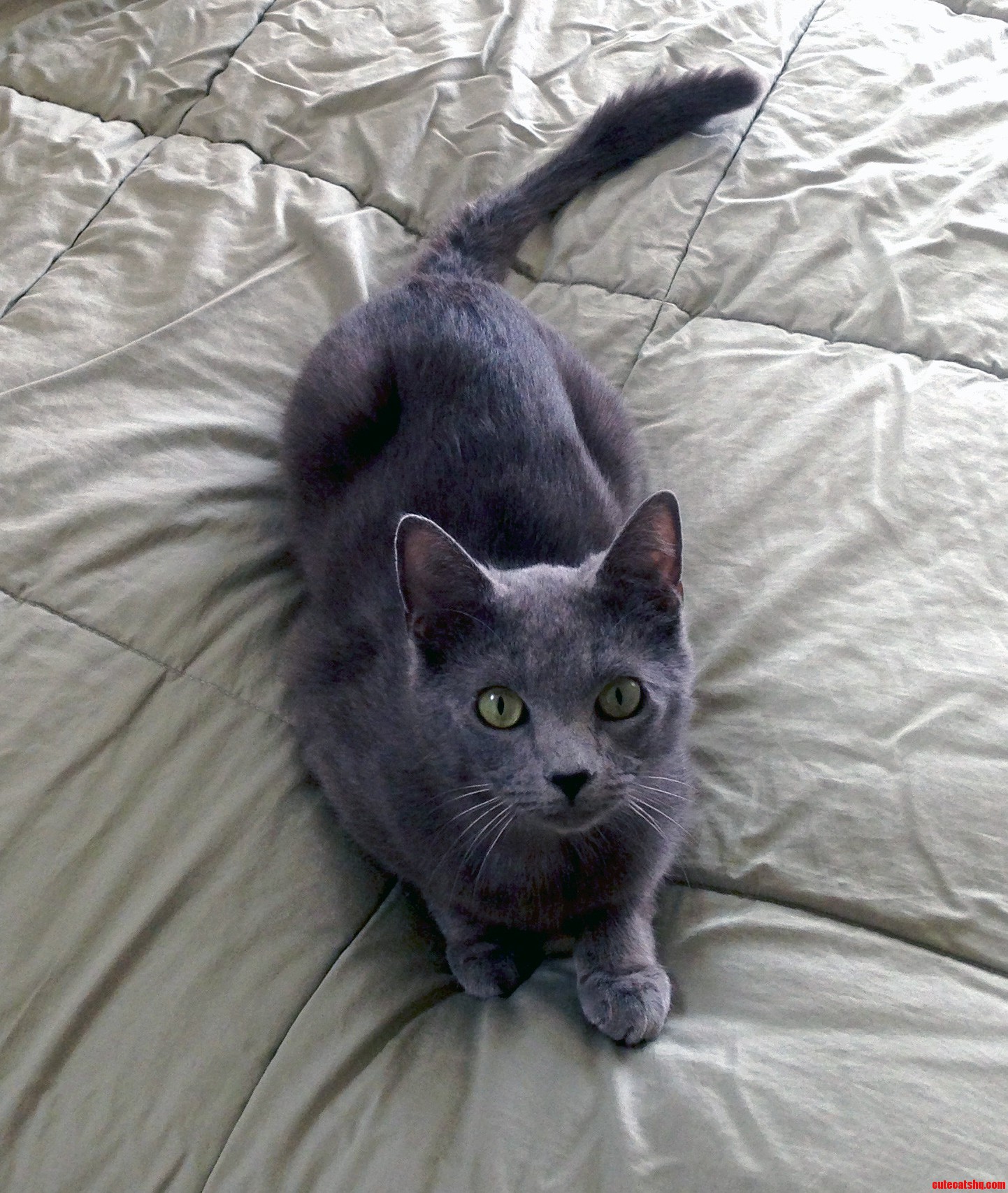 Meet Simon