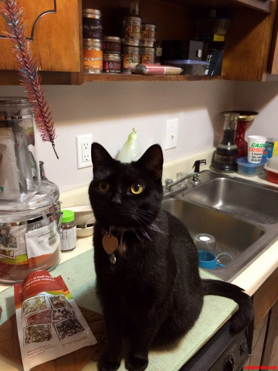 Meet My Cat Ayeka.