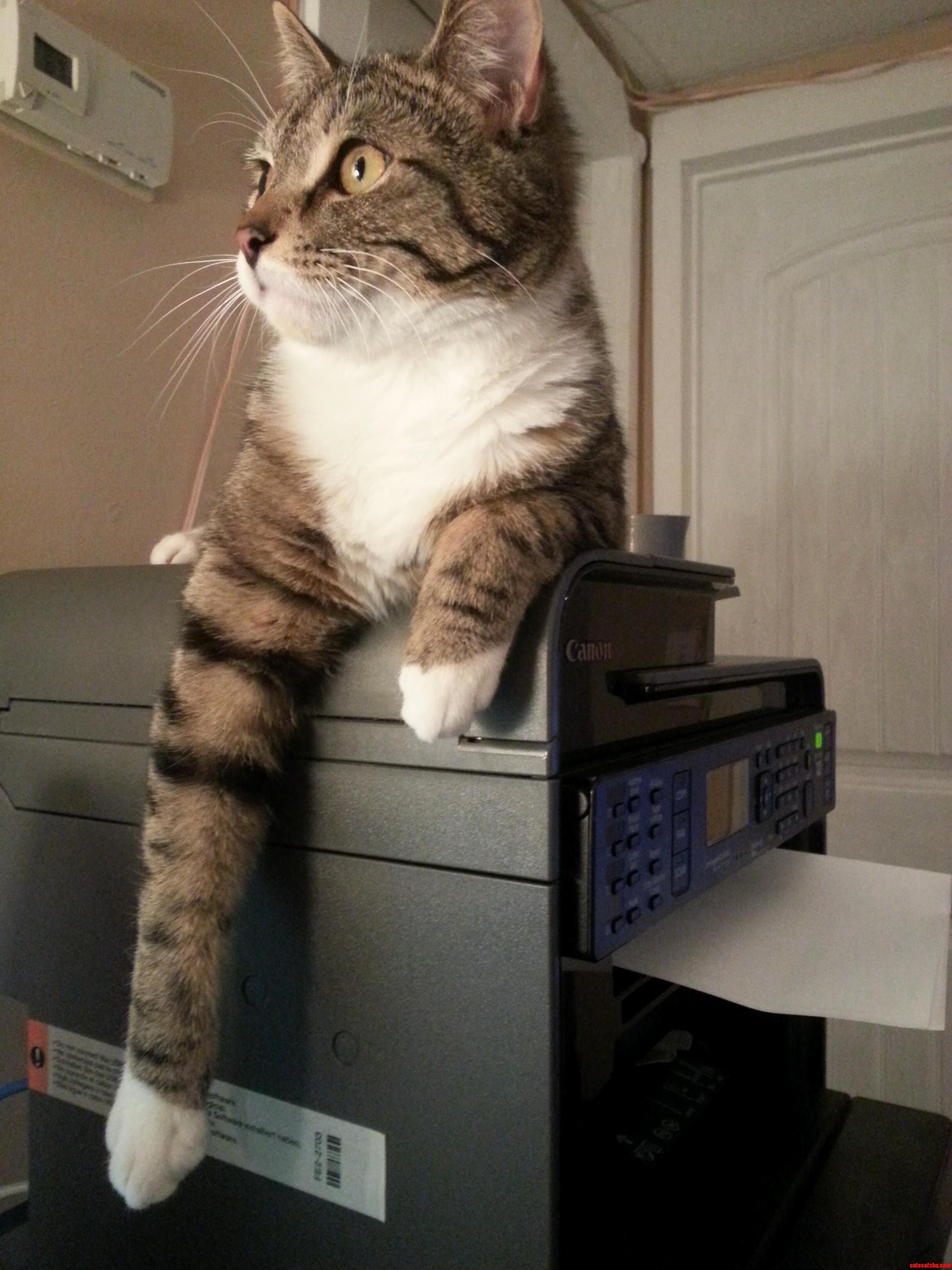 Meet My Cat Chewy.