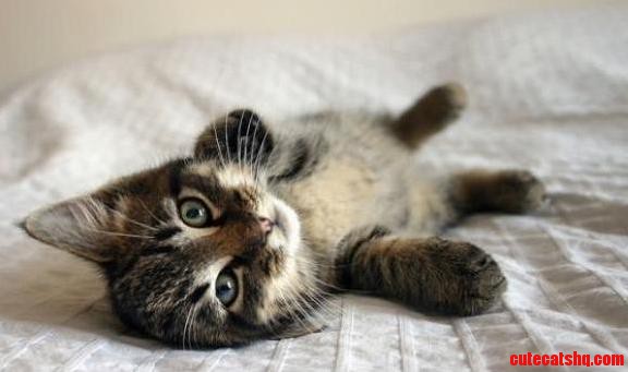 Meow