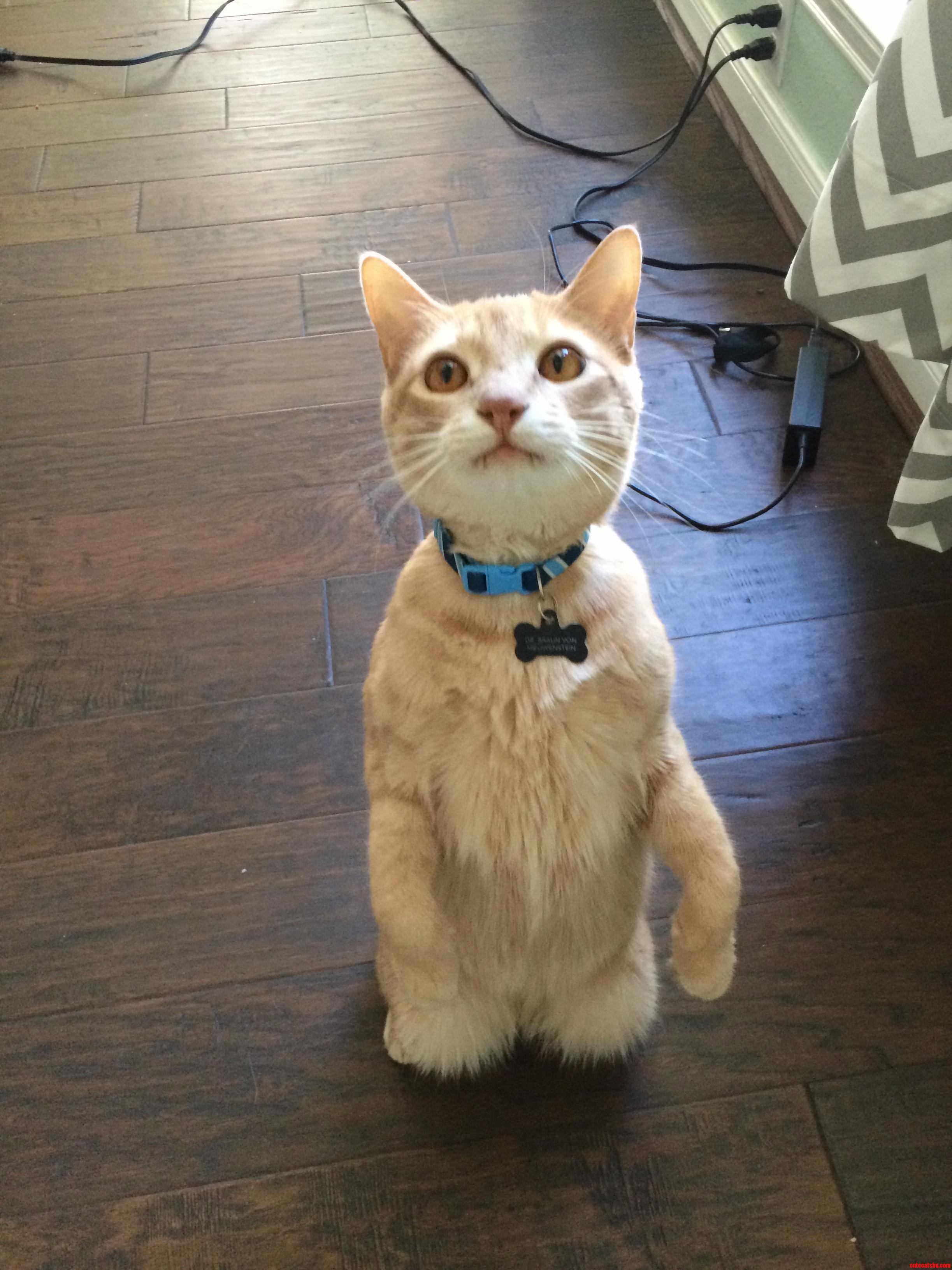 Meowenstein Will Sit Up for Treats