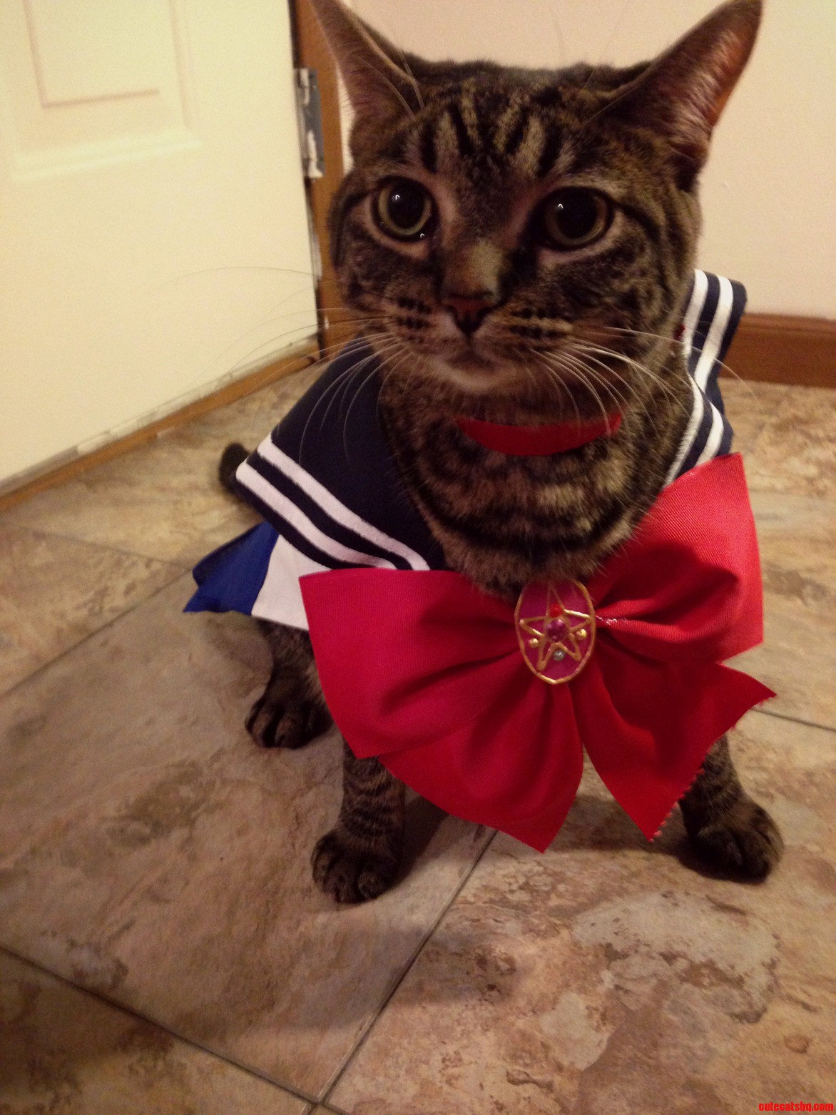 Meowing Loudly by Moonlight Eating Kibble by Daylight