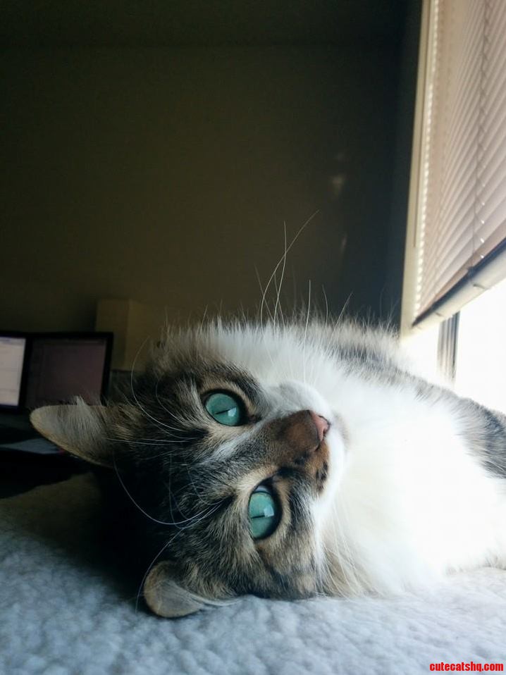 Merlin Relaxing in the Sun
