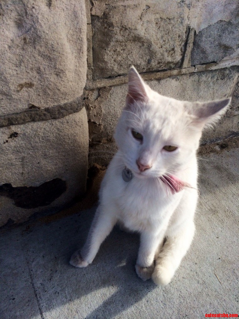 Met Priscilla on My Walk Home from Work. She Loved Cheek Scratches