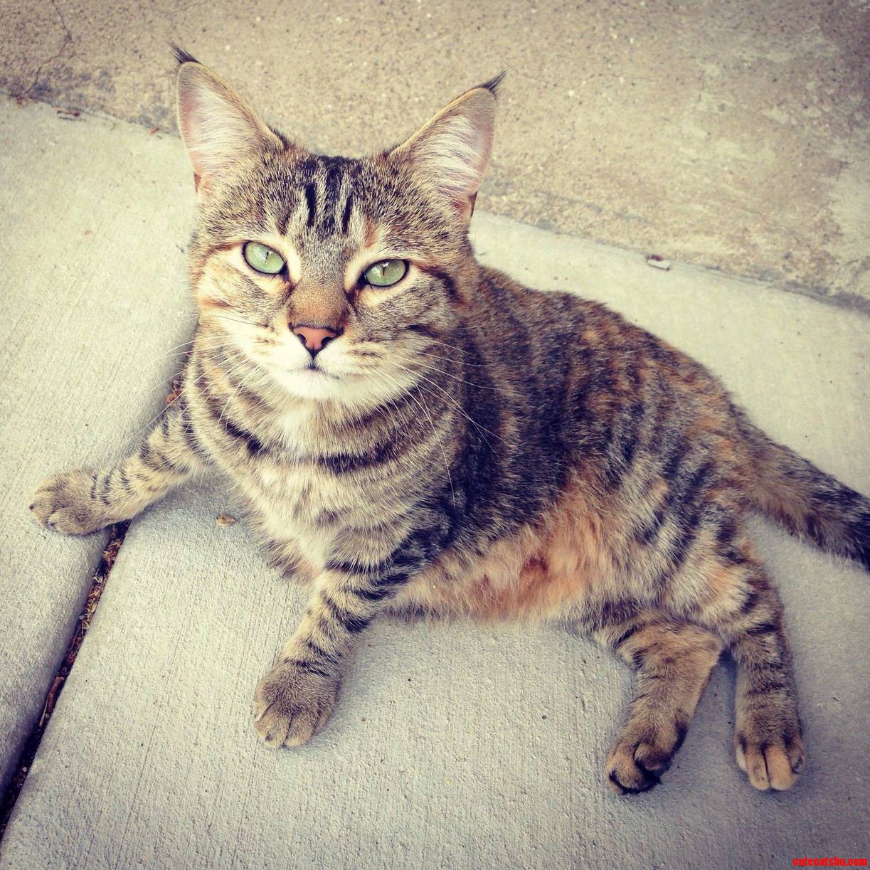 Met This Gorgeous Cat on a Walk Today