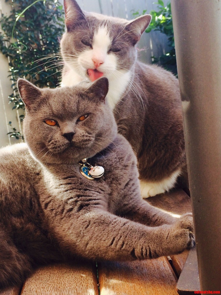 Mid Lick from My Cat