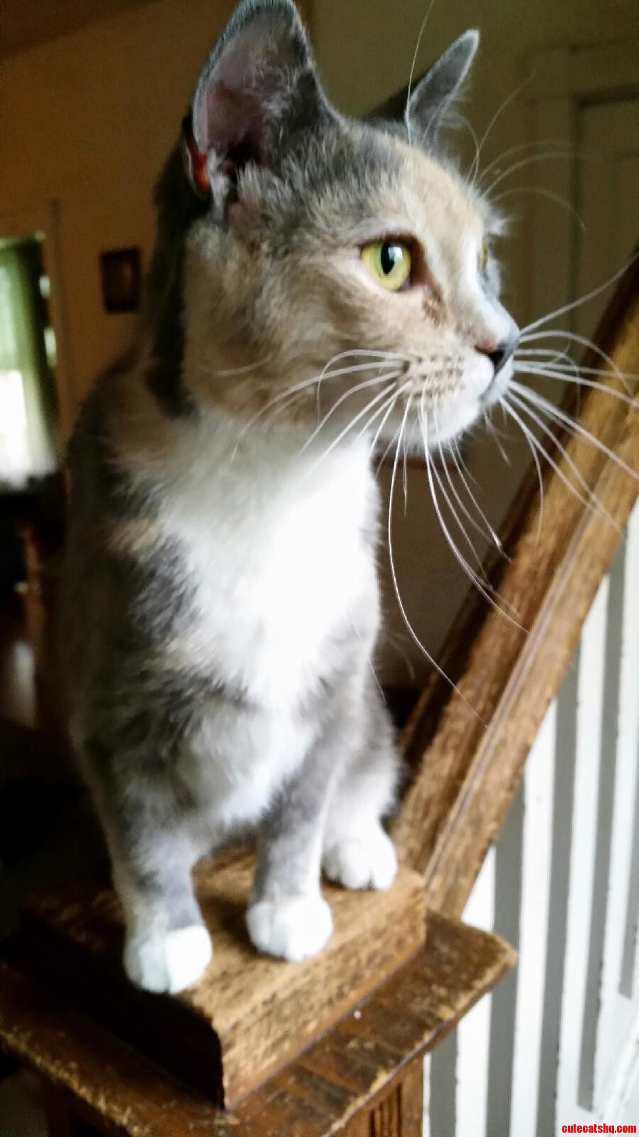 Miss Whisper in the Morning Light.