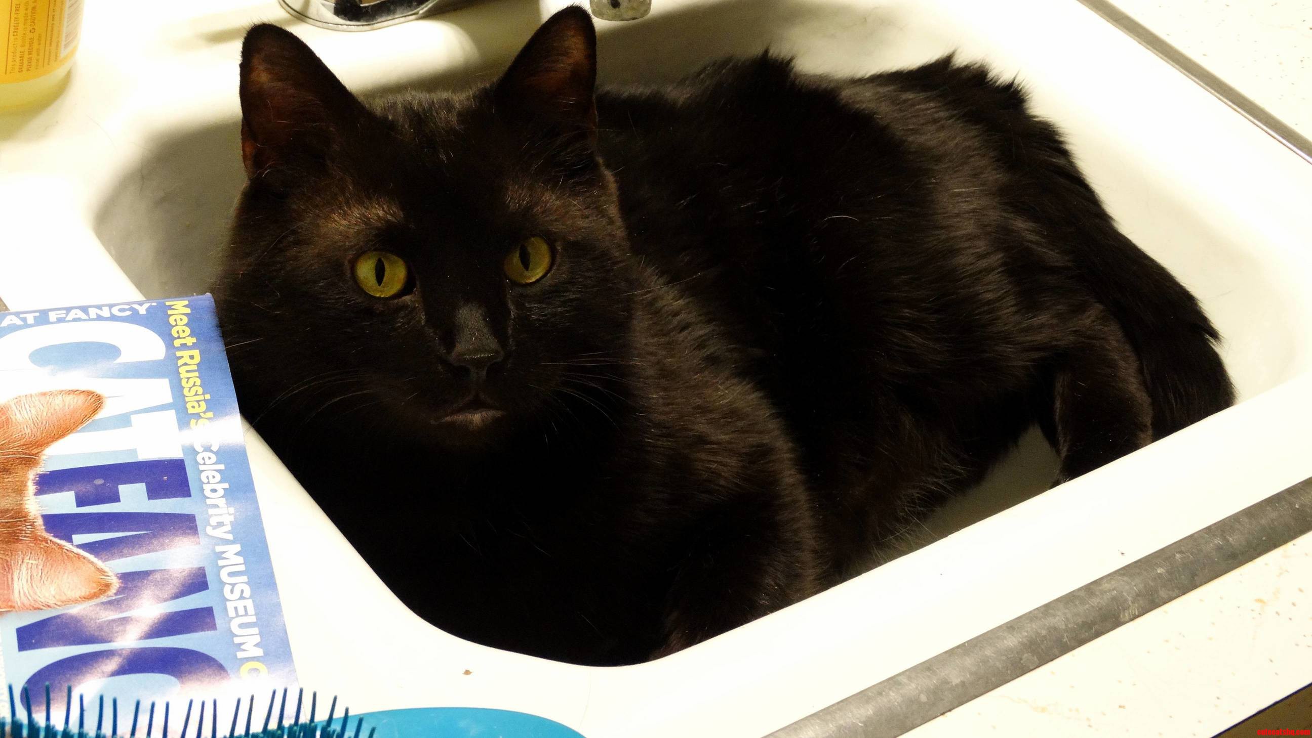 Moose in the Sink.