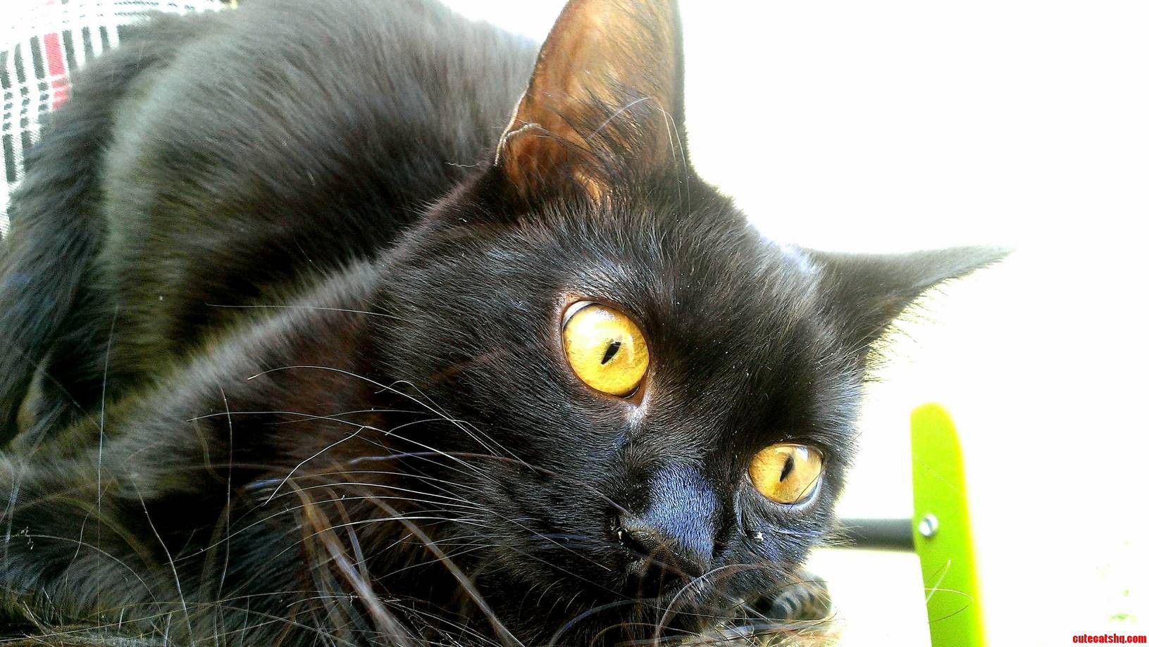Mowgli Was Wondering If He Could Join Black Cat Friday