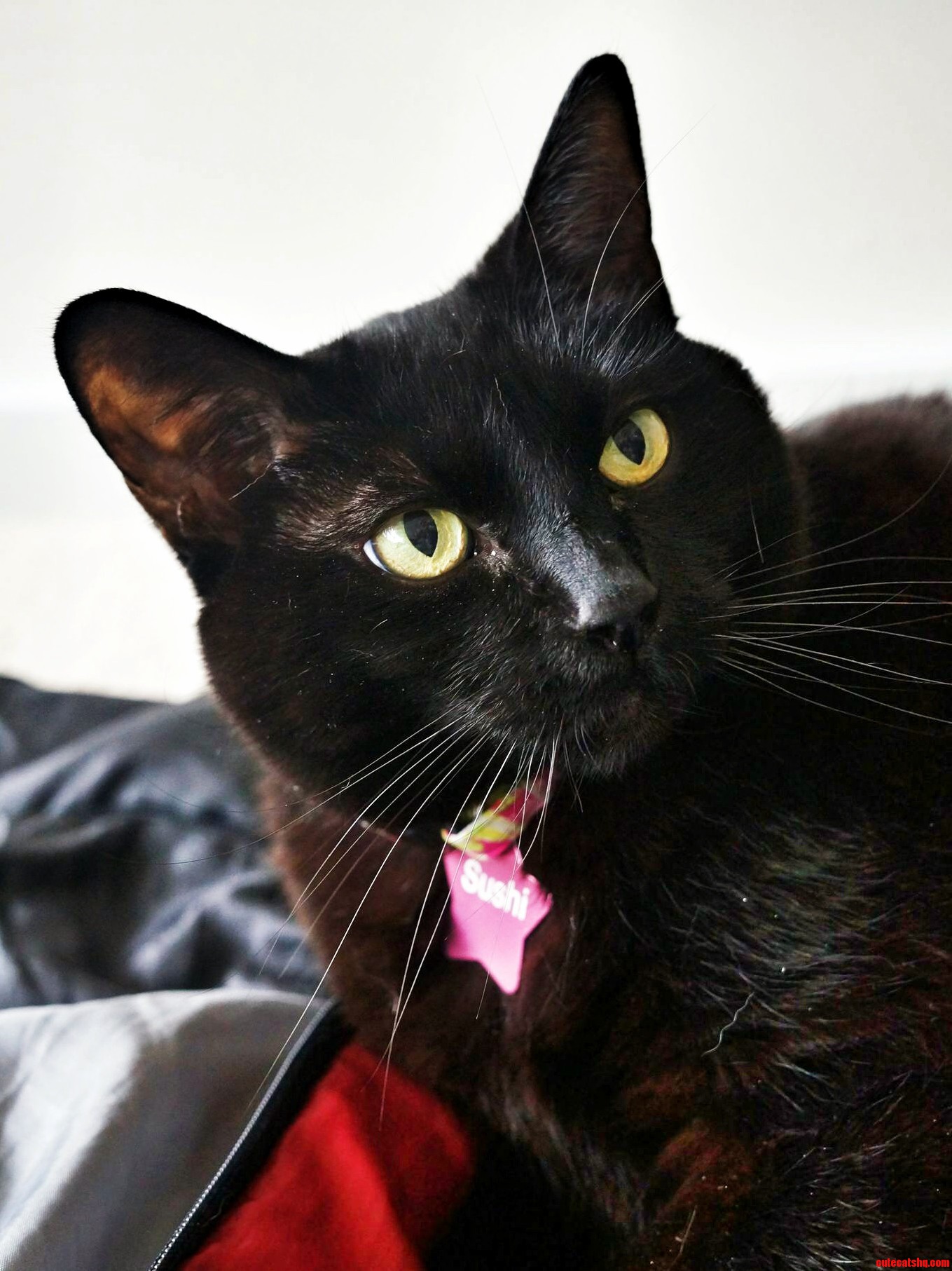 Mr. Sushi Is Old Fat and Black