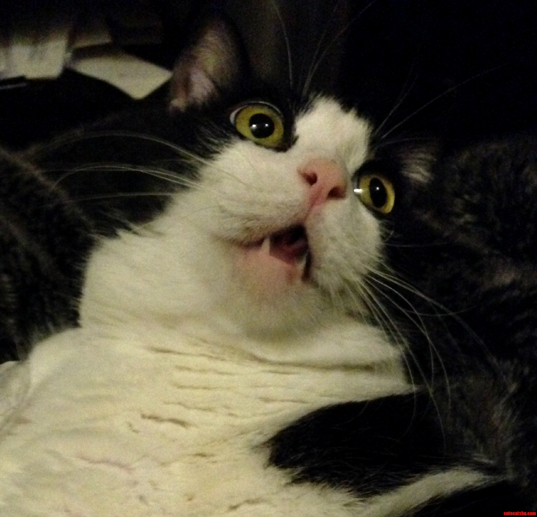 Mumbles Shocked Face. Say Whaaaaat