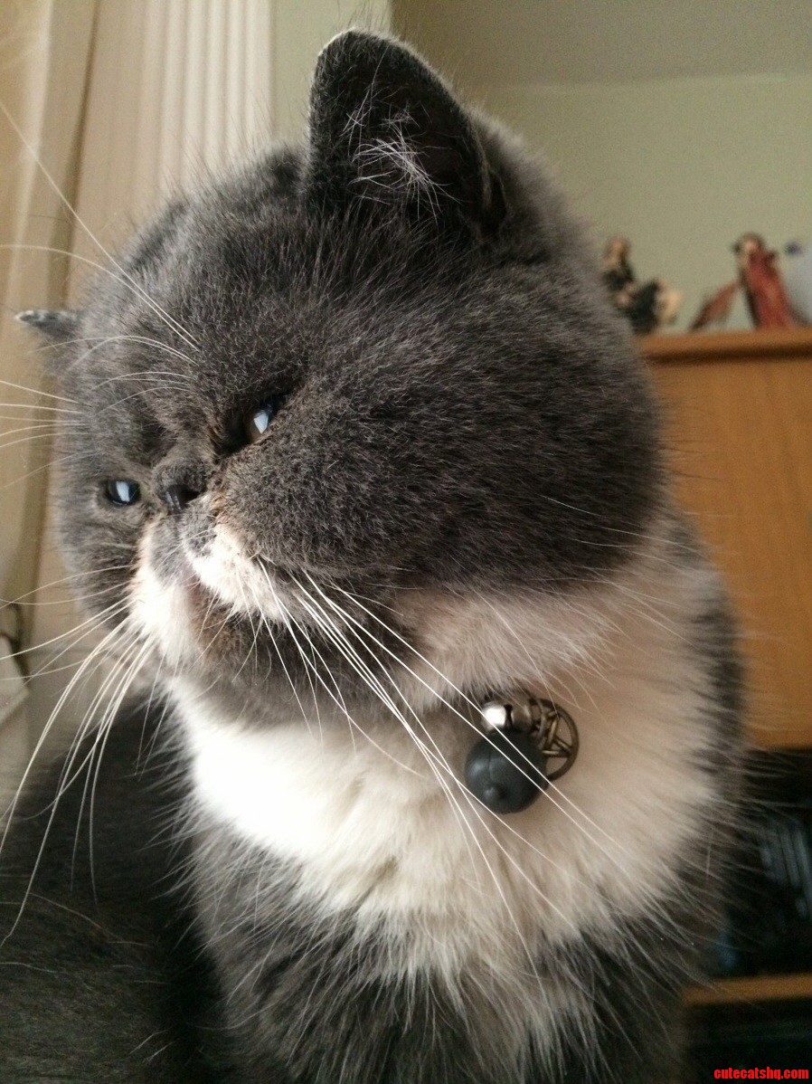 Munchkin Never Sat for a Picture Until Now.
