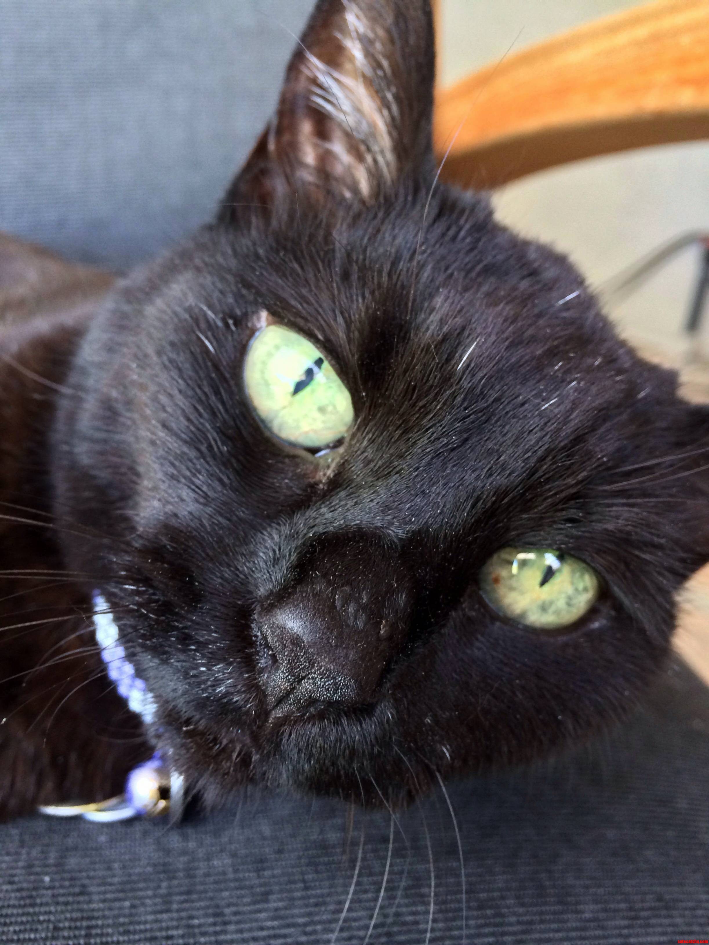My 19 Year Old Mau Emma.