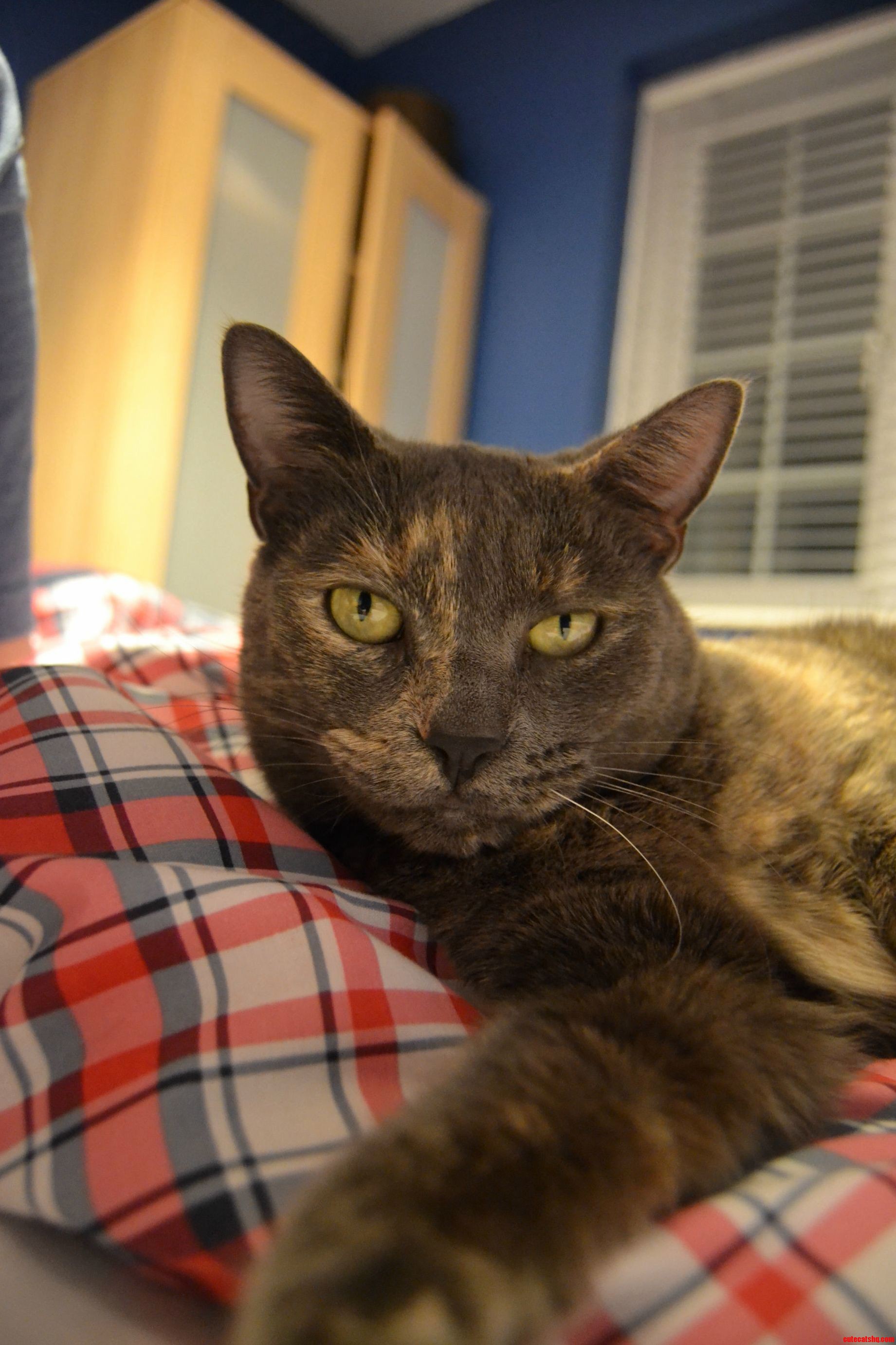 My Awesome Cat Skye