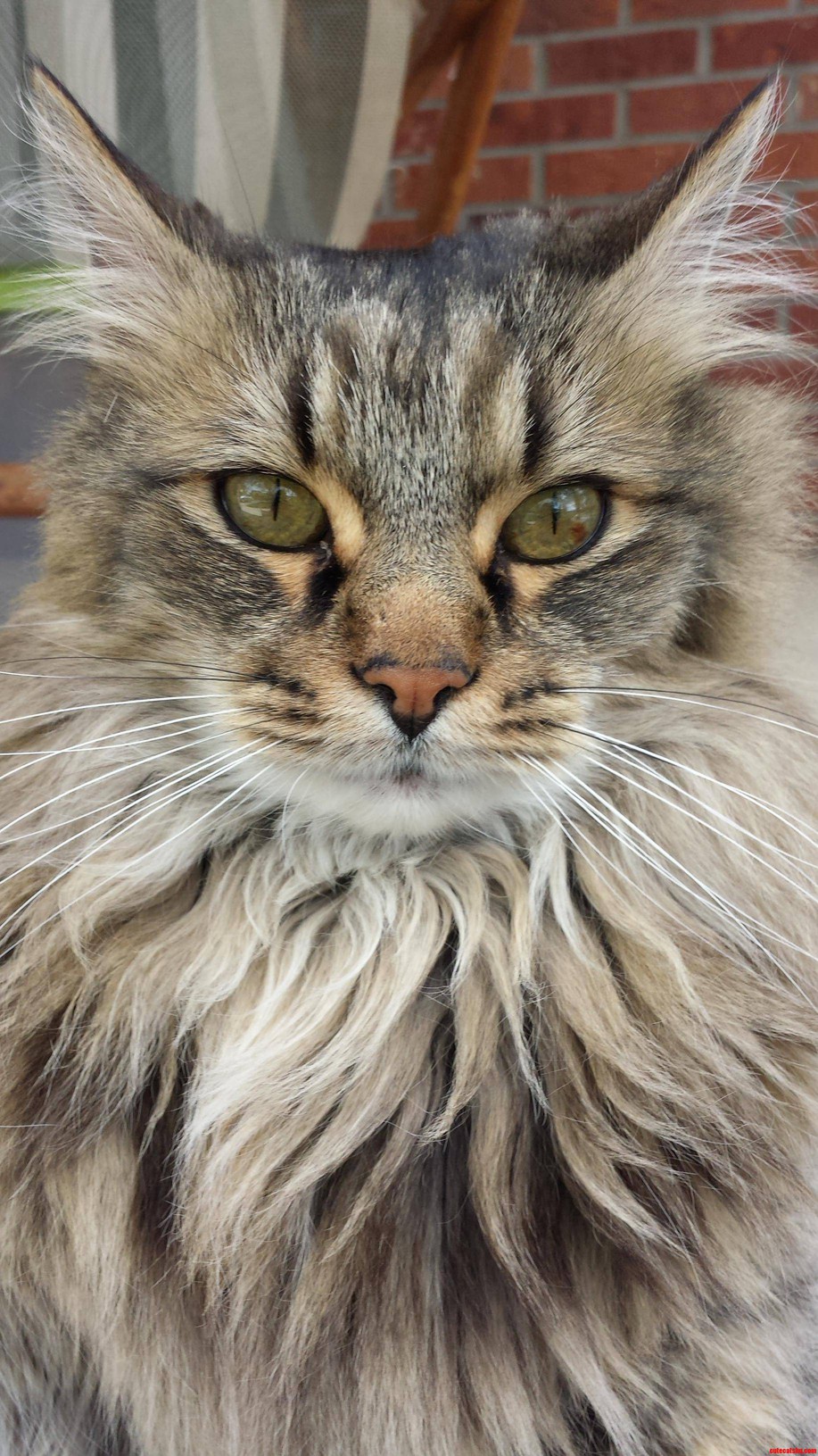 My Beautiful Boy for Caturday