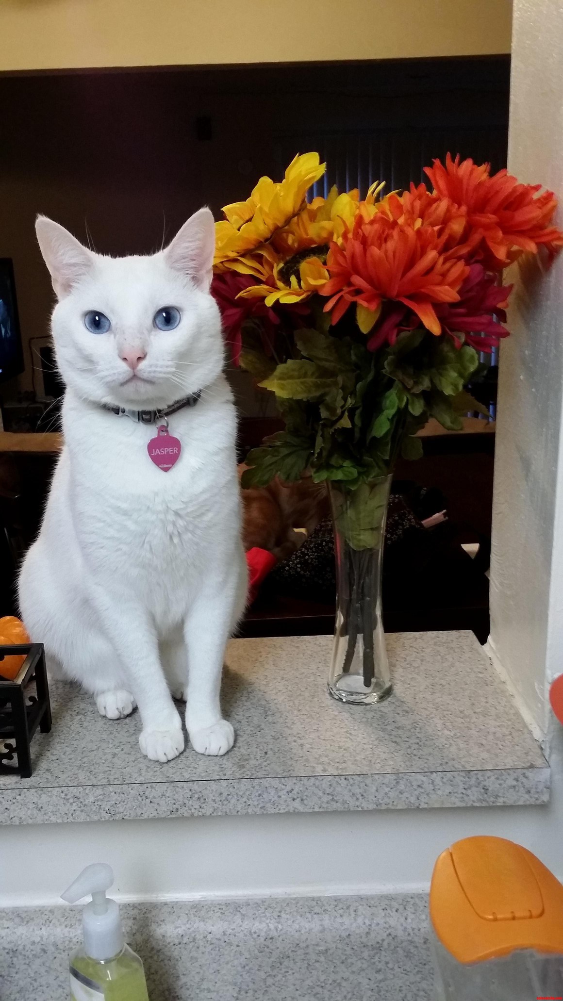 My Beautiful Boy Jasper
