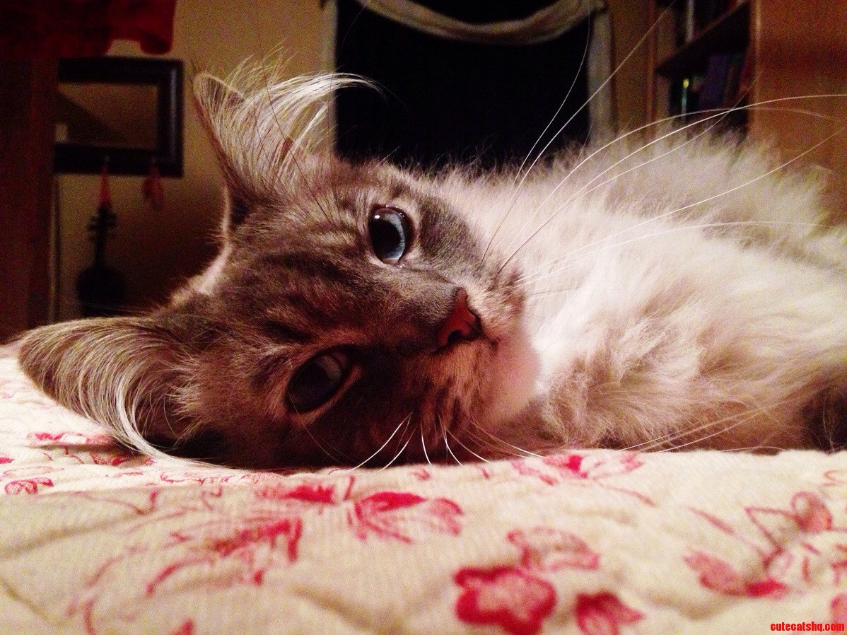 My Beautiful Cat