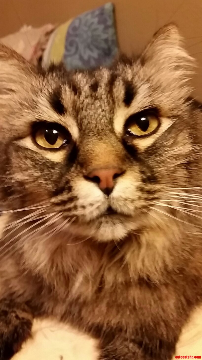 My Best Friend Leo.