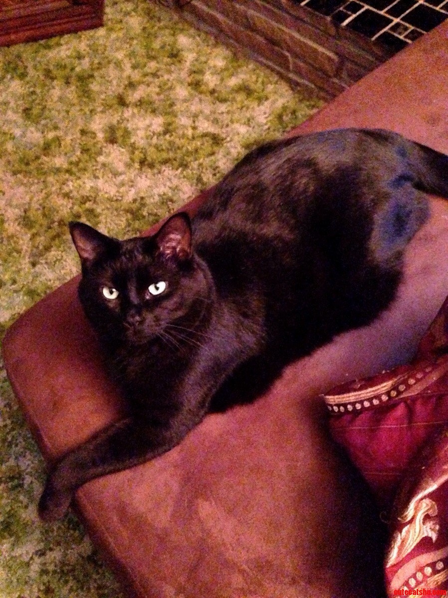 My Big Boy Strudes Doing What He Does Best.