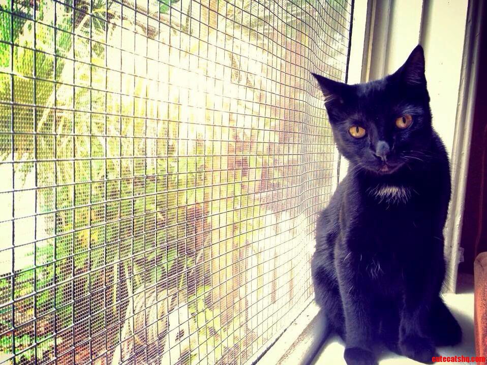 My Black Cat Lives for the Camera I Think He May Have Been a Model in His Past Life...