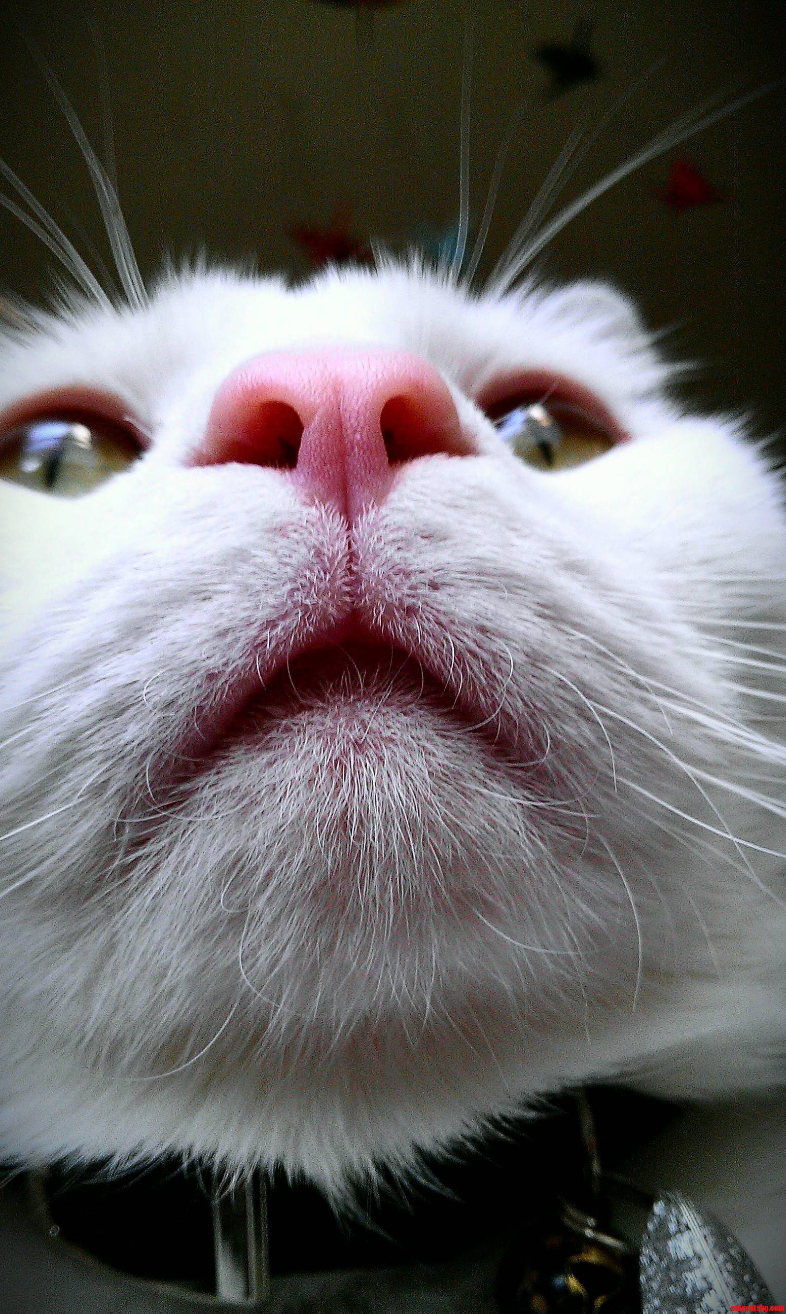 My Boy Marshmallow. Up Close and Personal.