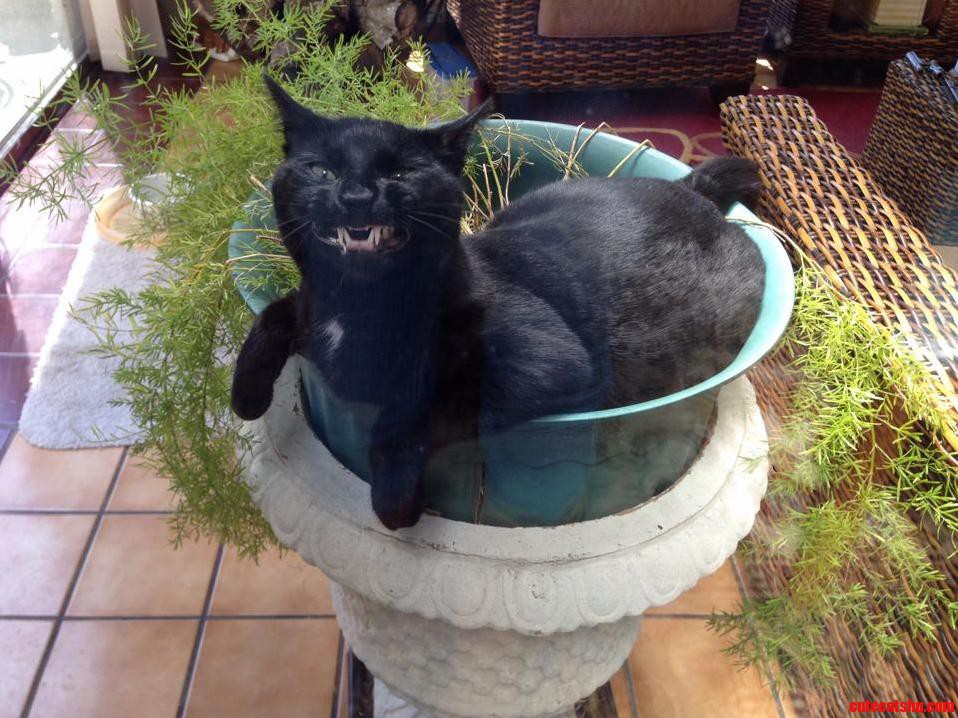 My Cat Also Likes to Smile...