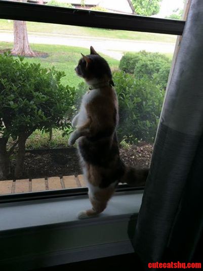 My Cat Diligently Guards the House from Intruders